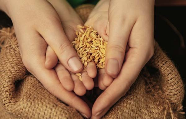 Уряд затвердив статути сільськогосподарських кооперативів Уряд затвердив статути сільськогосподарських кооперативів