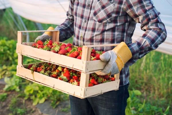 Про регулювання роботи сезонних працівників Про регулювання роботи сезонних працівників