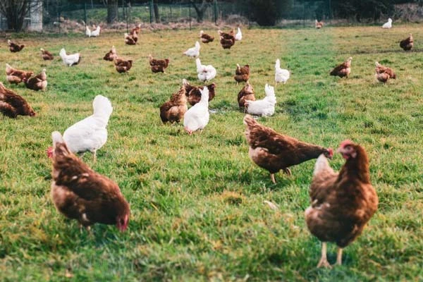 На Полтавщині виявили понад 40 неоформлених працівників