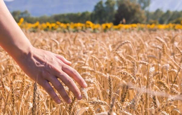 Держпраці активно перевіряє сільське господарство Держпраці активно перевіряє сільське господарство