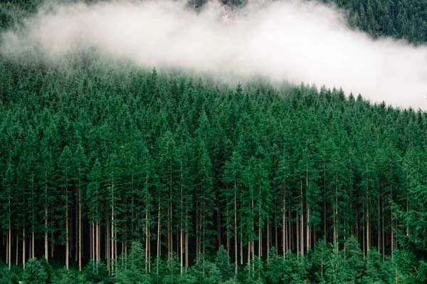 Лісогосподарське підприємство сплатить штраф 12 644 190 грн Лісогосподарське підприємство сплатить штраф 12 644 190 грн